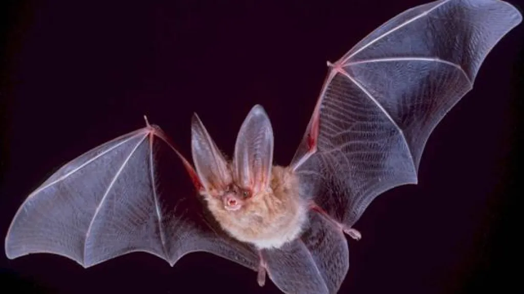 Netopýr indio (Corynorhinus townsendii)