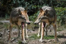 Návrat vlků těší ochránce přírody a straší farmáře. Opatření proti útokům šelem bude stát hradit