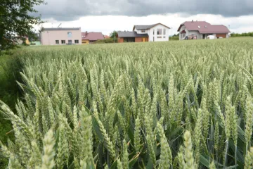 Hněvotín odmítá změnit pole na průmyslovou oblast. Žaluje Olomoucký kraj