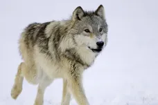 Po deseti letech se objevil v Jeseníkách vlk. Zachytila ho fotopast