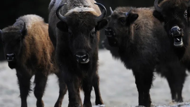 Zubři v Ralsku
