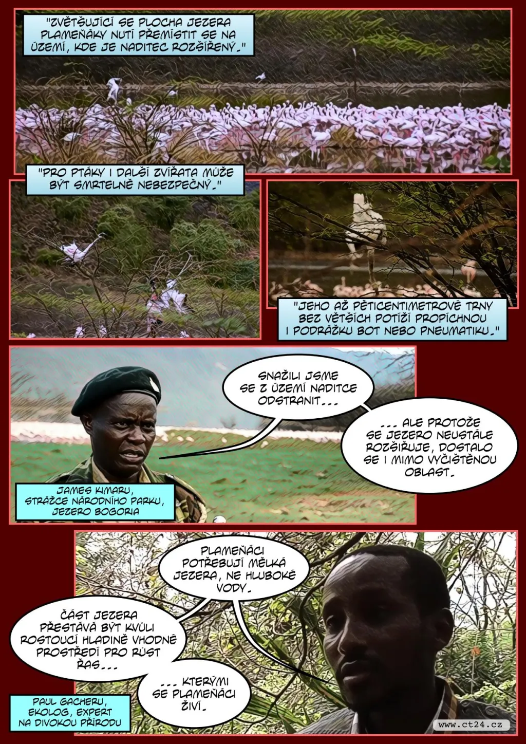 Nové nebezpečí pro plameňáky