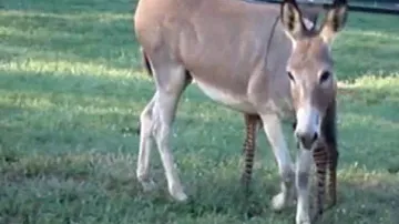 Oslice se svým výjimečným potomkem