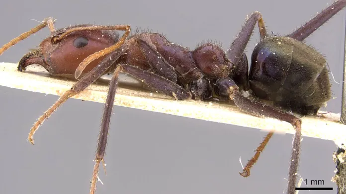 Duhový australský mravenec