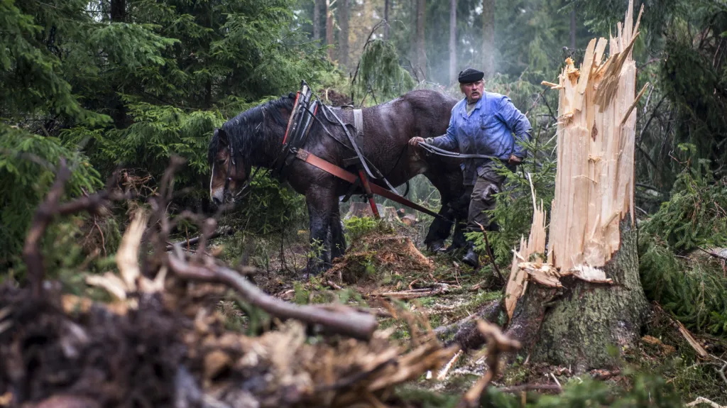 Krkonošský les po bouři Herwart