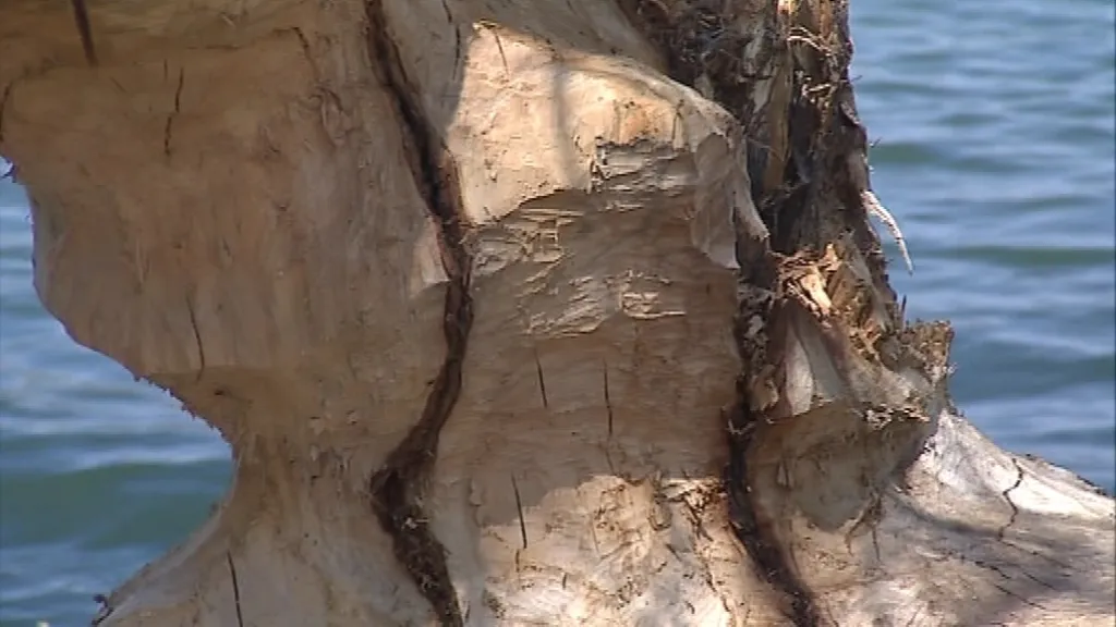 Bobři ničí hráze