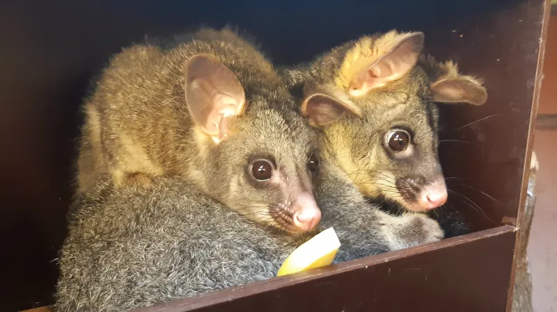 Kusu liščí v Zoo Brno