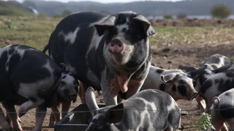 Prasata se stala klíčovým tématem dánských voleb