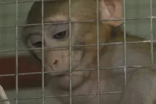 Lidé na internetu prodávali videa mučených opic. Vyšetřuje je policie