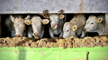 Farma Ekochov CMN v Měděnci na Chomutovsku, kde docházelo k týrání skotu – snímek z listopadu 2023