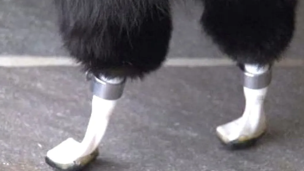 Britský kocou Oscar ma na obou zadních nohách protézy