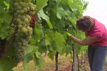 Hrozny se dočkaly vláhy a vinaři burčáku, další zemědělci mají ale stále problémy