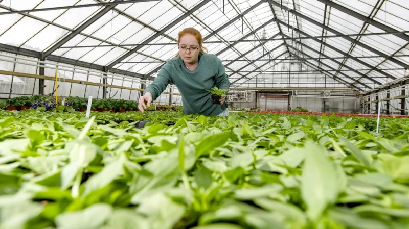 Květinářství Černý v Jaroměři