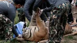 Přesun tygrů z kontroverzního thajského chrámu