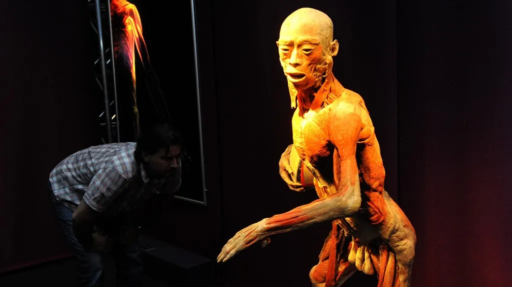 The Human Body Exhibition