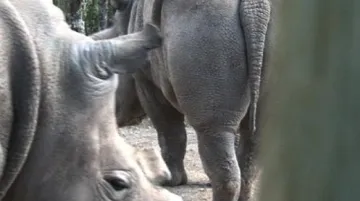 Samice Nájin a Fatu