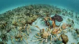 Krabí překvapení, Justin Gilligan. Vítěz kategorie Chování bezobratlých. Ve vodách kolem Austrálie se shromáždilo obrovské množství velekrabů japonských, fotograf na ně narazil naprostou náhodou. Asi po 15 minutách focení si všiml, že kromě něj a krabů je přítomen ještě další tvor – obrovská, asi třímetrová chobotnice, která na krabech začala hodovat.