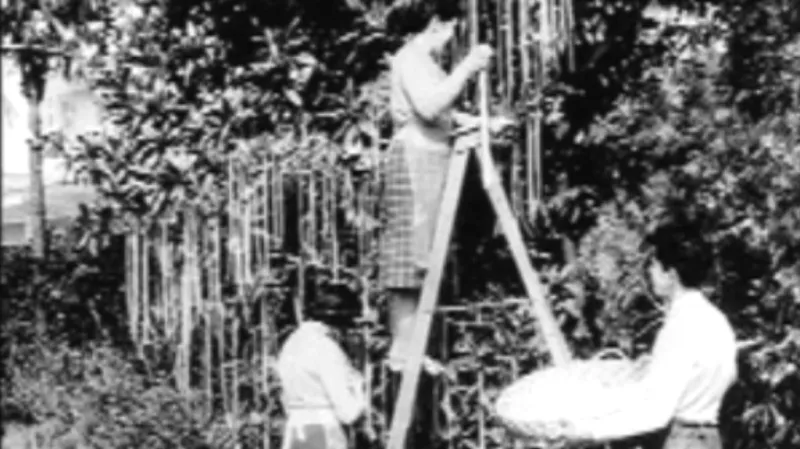 BBC informovala, že špagety rostou na stromech