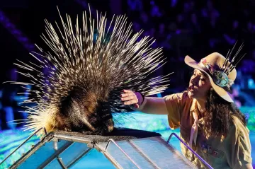 Týden obrazem: Spiderman sbírající odpadky, vycvičený dikobraz a nejkrásnější pudl