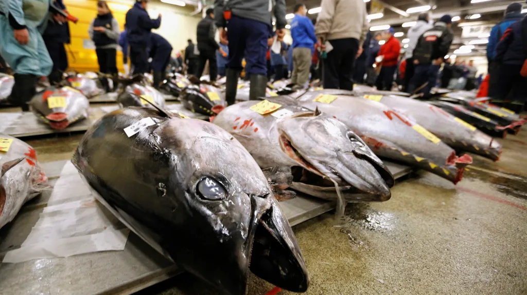 Trh s tuňáky v Japonsku