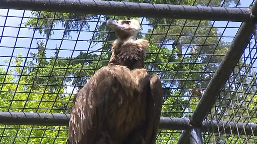 Dravce v liberecké zoo plaší pyrotechnika