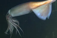 Kalmaři v mořských hlubinách využívají složitý „jazyk“ založený na světelných signálech