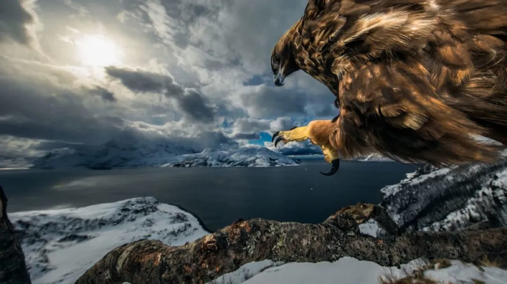 Pohled orla v Norsku. Vítěz kategorie Chování ptáků