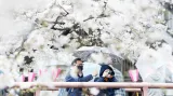 V Japonsku vykvetly letos sakury nejdřív v dějinách