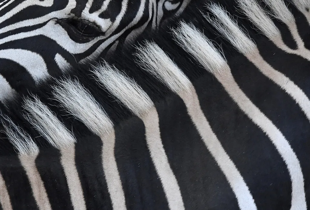 Dvě zebry se vzájemně drbou v londýnské zoo