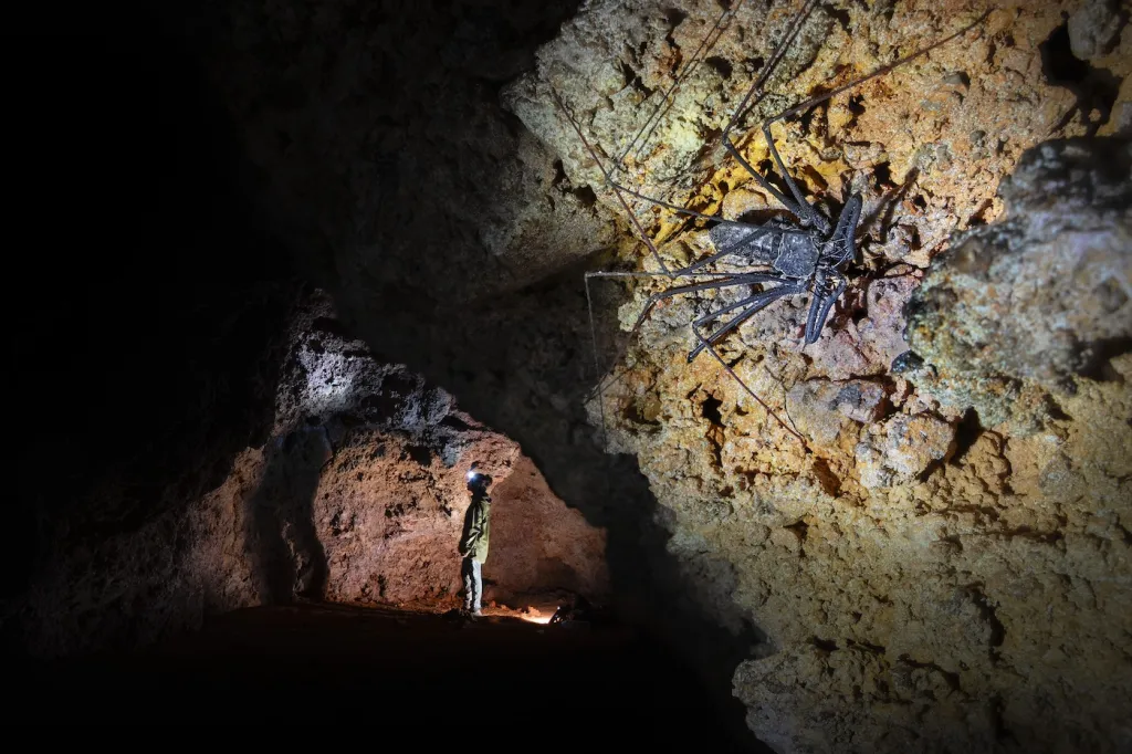 2. místo v kategorii Pavoukovci