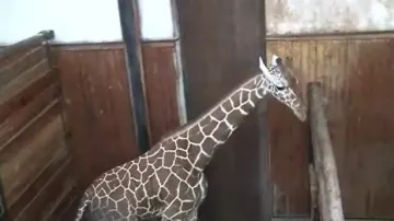 Samec žirafy síťované M\'Toto