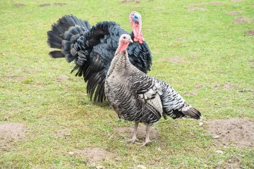 V chovu krůt na Karvinsku je ptačí chřipka. Veterináři jich budou muset utratit patnáct tisíc