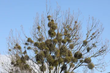 Vědci vyvinuli nový postup likvidace jmelí. Cizopasná rostlina ničí stromy hlavně na Moravě