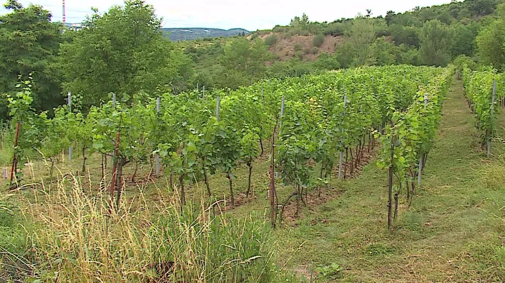 Vinohrad