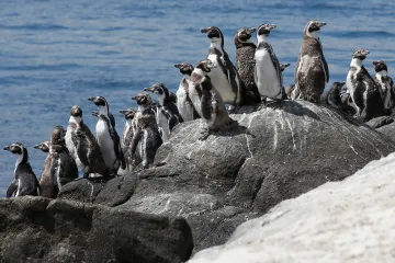 V Americe rychle ubývají tučňáci. Vědci jejich úbytek neumí zastavit