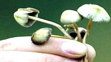 Halucinogenní houby