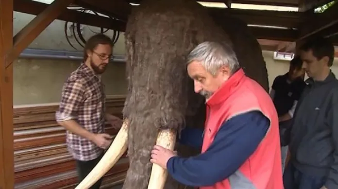 NO COMMENT: Stěhování mamuta v Uherském Hradišti