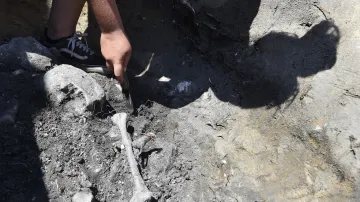 Antropologové objevili další velkomoravské hroby na Pohansku