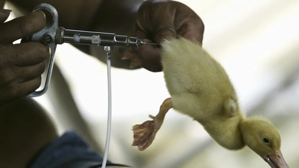 Očkování kachen proti ptačí chřipce v Číně