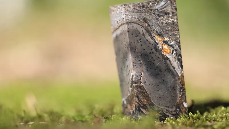 Fosilizovaný zbytek prototaxites