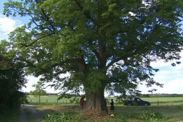 Památná lípa v Božicích na Znojemsku se dočkala ozdravného zákroku