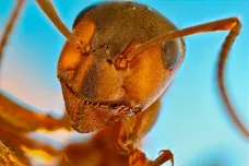 Mravenci se evolučně vezli na zádech kvetoucích rostlin. Ovládli tak Zemi, ukázala studie