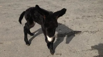Ve vyškovském zooparku se narodilo mládě osla poitouského