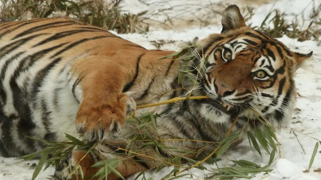 Zoologické zahrady lákají návštěníky na vánoční program