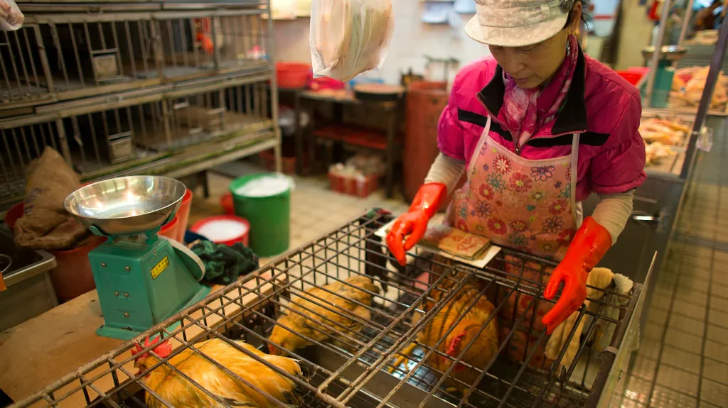 Drůbeží trh v Číně