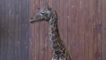 Mládě žirafy se po uhynutí stalo exponátem muzea