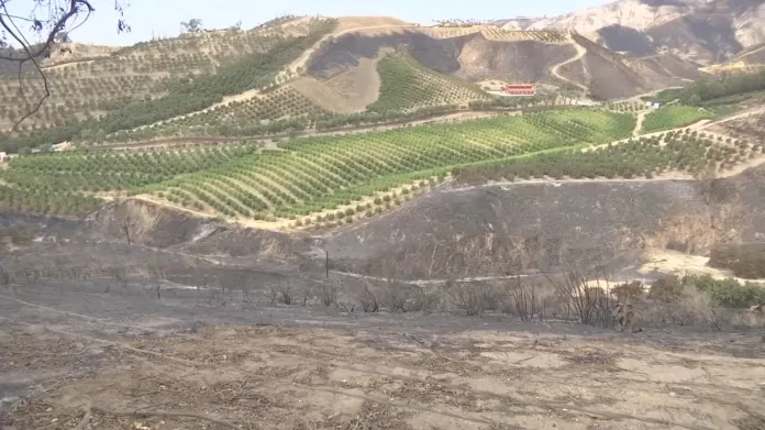 Avokádová farma částečně zničená požárem