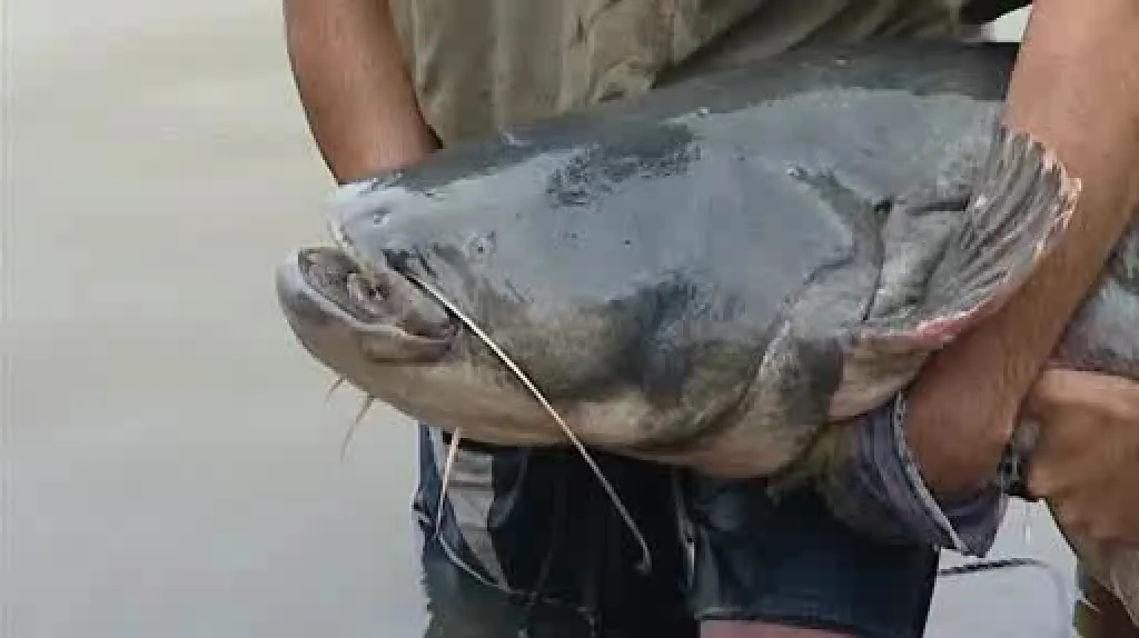 Sumec rekordman z Pasohlávek