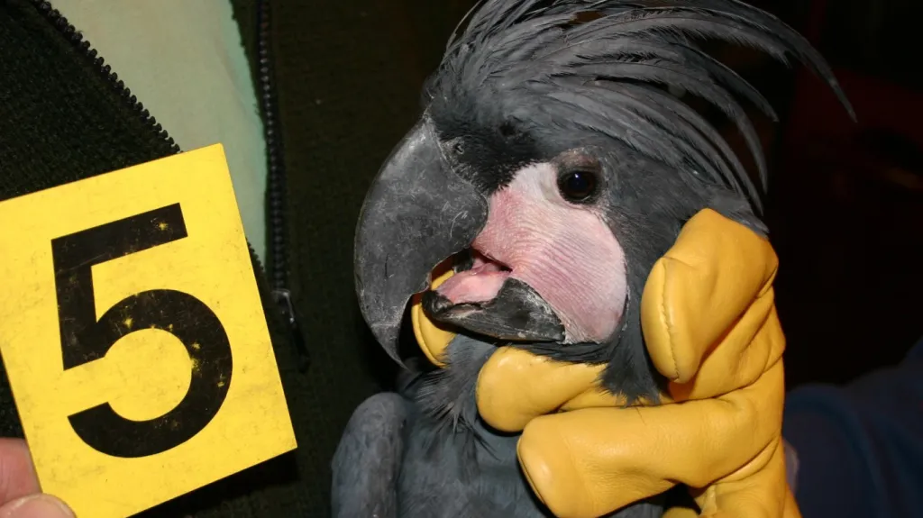 Papoušek Kakadu palmový, zadržený celníky