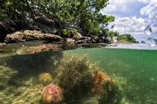 Voda kolem Floridy je stále teplejší. Vědci se snaží zachránit před smrtí tamní korály